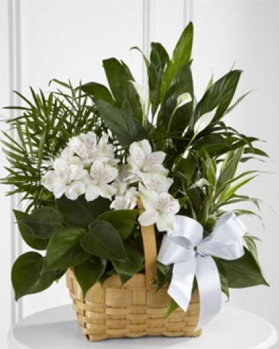 The FTD® Peace & Serenity™ Dishgarden is a gorgeous way to convey your deepest sympathies for your special recipient's loss. A collection of incredibly beautiful plants accented by stems of white Peruvian lilies. The presentation arrives in a natural woodchip rectangular basket accented with a white satin ribbon, to commemorate the life of the deceased and offer comfort and peace with its lush elegance.