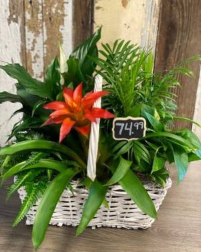 This wonderful plant is perfect for any occasion, with a splash of color midst the lush greenery.