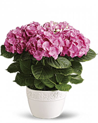 Have you ever seen a happier plant? The hydrangea’s beautiful, billowing blooms are beloved by all. Send this 6-inch potted pink hydrangea plant as a housewarming gift or simply to brighten someone’s day with a living gift.
Container may vary based on availability.