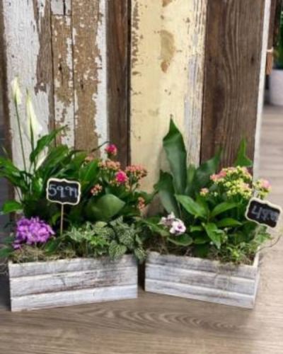 This is perfect for anyone who loves greenery in a more rustic setting. The standard version in pictured on the right, while the deluxe is on the left side. Give them a gift that they'll love!