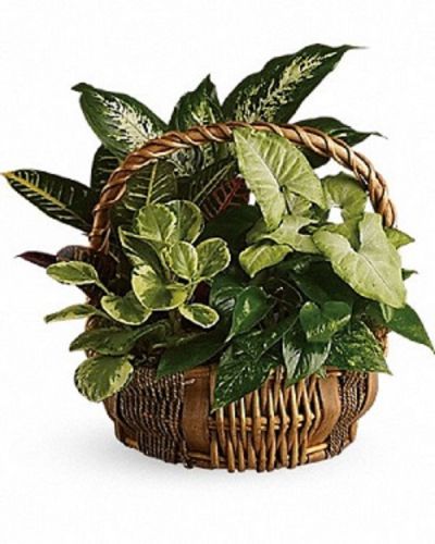 <div class="m-pdp-tabs-description">
<div id="mark-1" class="m-pdp-tabs-marketing-description">
<p>You don't have to follow the yellow brick road to find this emerald jewel. All kinds of gorgeous greens fill this basket that makes a perfect gift for men or women. Celebration or sympathy. Birthday or any day. So beautiful and bountiful it will deliver any message eloquently.
</p></div>
</div>
<p>Pothos, nephthytis, dieffenbachia, croton and peperomia plants are perfectly arranged in a distinctive willow rope basket. When it comes to gifts, this one is a gem!</p>