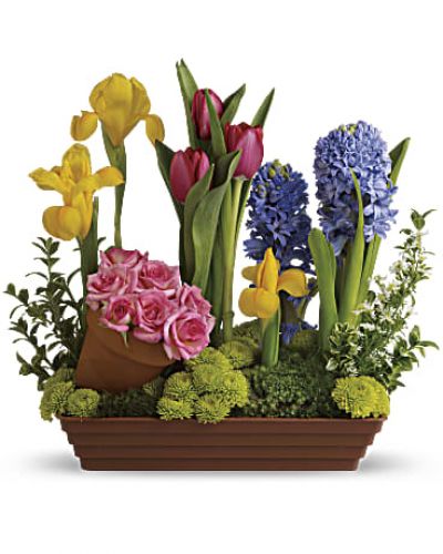 <div id="mark-3" class="m-pdp-tabs-marketing-description">Roses and tulips and hyacinth - oh, my! All your spring favorites are here, whimsically arranged in a shallow terra-cotta pot in pretty pastel spring colors. The fun potted flower arrangement is a wonderful way to welcome a new baby, cheer up someone you love or brighten your own entryway. Also, a great housewarming gift!</div>
<p>&nbsp;</p>
<div id="desc-3">
<ul>
<li>Pink roses, red tulips, yellow irises, purple hyacinth, white monte cassino asters and green button mums are arranged with oregonia and Spanish moss in a shallow terra-cotta planter.</li>
</ul>
</div>
<ul class="marketing_desc">
<li>Orientation: All-Around</li>
</ul>