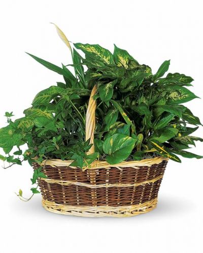 This impressive garden of indoor plants will be a warm welcome to any home or office. Croton, ivy, pothos, dieffenbachia, schefflera and syngonium plants arrive together in a wicker basket with handle.