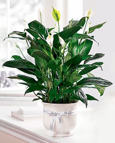 <p>Offer unspoken words of comfort, hope and peace. Our creamy white ceramic planter holds an elegant peace lily plant. Dark green leaves offer a calm background for the white candle-like blooms of this easy to care for plant. Send as a tribute to the departed and a silent expression of your sympathies.</p>
